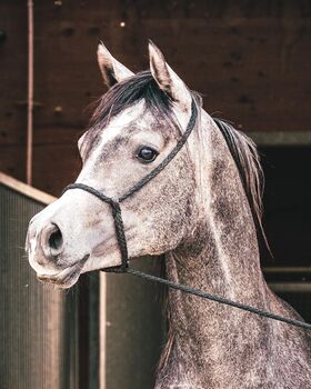 Wunderschöner 2jähriger Vollblutaraber, ASAM Arabian horses, Pferde kaufen & verkaufen, Ulm