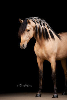 Wunderschöner 4 jähriger Lusitano Hengst, Janine R., Pferd kaufen, Lonnig