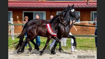 Wunderschöner Friesenhengst