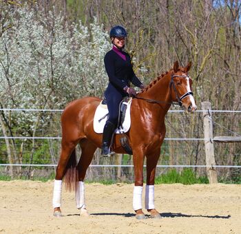 Wunderschöner Gidran-Wallach - talentiert & vielseitig einsetzbar