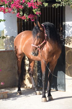 Wunderschöner großrahmiger PRE in brauner Jacke, Sandra (smartDressage S.L.), Pferd kaufen, Conil de la Frontera, Cadiz