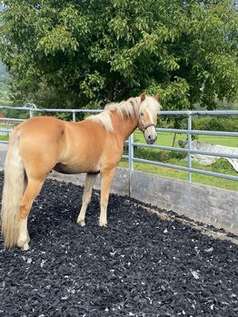 Wunderschöner Haflinger Wallach sucht neues Zuhause