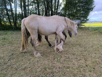 Wunderschöner Irish Cob in Sonderfarbe mit  Silver