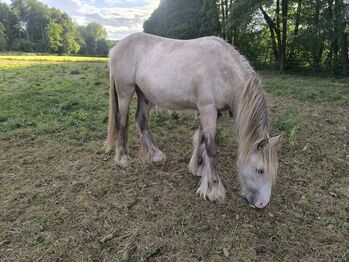 Wunderschöner Irish Cob in Sonderfarbe mit  Silver, Tina, Pferd kaufen, Calden