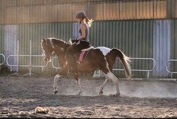 Wunderschöner Lewitzer sucht Traumzuhause