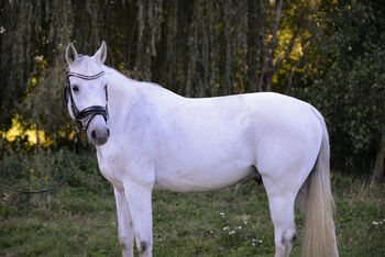 Wunderschöner Oldenburger Wallach mit tollen Grundgangarten