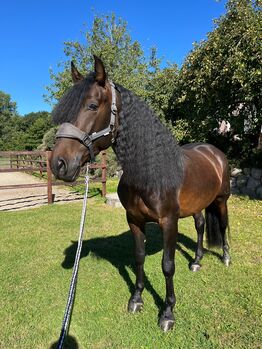 Wunderschöner Pre Wallach, Michael Krüger , Pferd kaufen, Wacken 
