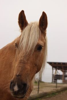 Wunderschöner, treuer Wallach sucht neues zuhause