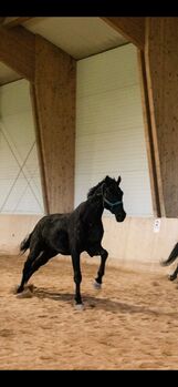 Wunderschöner Wallach mit 182 Stockmaß mit Potenzial sucht neues Zuhause (Diagnose Hufkrebs)