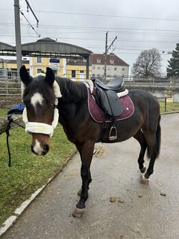 Wunderschöner Wallach mit einem Herz aus Gold