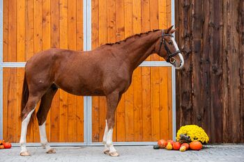 Wunderschöner Wallach mit Potential, Vladis Tim, Horses For Sale, Beeskow