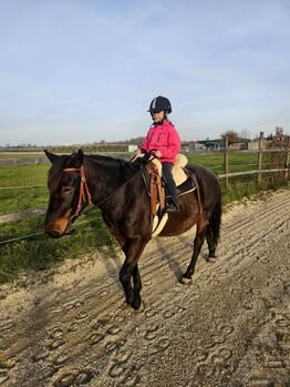 Wunderschöner Wallach