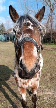 Wunderschönes Kleinpferd in Sonderlackierung, Apollo Eger, Pferd kaufen, Nickelsdorf 