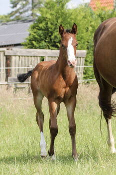 Wunderschönes Quarter Horse Stutfohlen mit guten Gängen