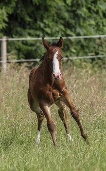Wunderschönes Quarter Horse Stutfohlen mit guten Gängen, Kerstin Rehbehn (Pferdemarketing Ost), Pferd kaufen, Nienburg