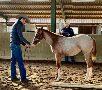 Wunderschönes Red Roan Quarter Horse Hengstfohlen mit Traumcharakter