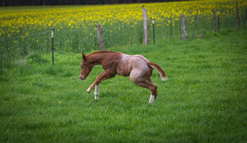 Wunderschönes Red Roan Quarter Horse Hengstfohlen mit Traumcharakter