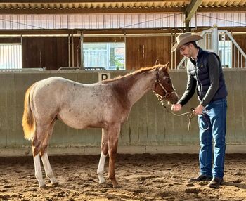 Wunderschönes Red Roan Quarter Horse Hengstfohlen mit Traumcharakter, Kerstin Rehbehn (Pferdemarketing Ost), Pferd kaufen, Nienburg