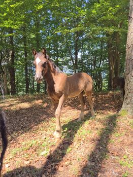Wunderschönes Reitpony Stutfohlen, Welsh Cob, Karina Fischer, Pferd kaufen, DROBOLLACH 