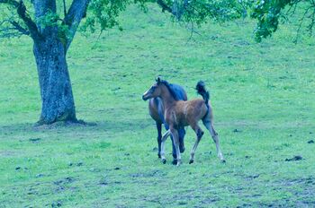 Wunderschönes Warmblut Hengstfohlen