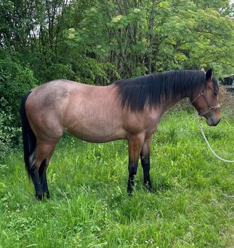 wundervolle, leicht händelbare Quarter Horse Stute, Kerstin Rehbehn (Pferdemarketing Ost), Pferd kaufen, Nienburg