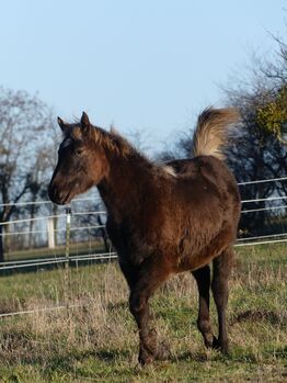 Wundervolle Quarter Horse Stute in Silver Bay