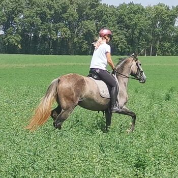 Exceptional P.R.E. Mare 2020 for sale, Suzana, Konie na sprzedaż, Wien