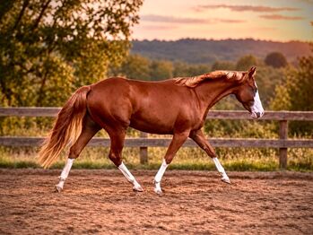 Außergewöhnliche Quarter Horse Stute mit Cutting-Talent, Kerstin Rehbehn (Pferdemarketing Ost), Konie na sprzedaż, Nienburg