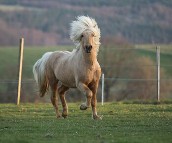 Quaterhorse X Isländer Stute einmalige Chance