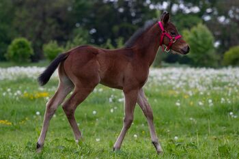 Außergewöhnliches AQHA Quarter Horse Hengstfohlen mit viel Potenzial