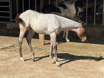 Außergewöhnliches AQHA Quarter Horse Hengstfohlen mit viel Potenzial, Kerstin Rehbehn (Pferdemarketing Ost), Konie na sprzedaż, Nienburg
