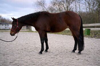 Traumhafte Quarter Horse Stute - Reining-Perspektive & tolle Abstammung, Kerstin Rehbehn (Pferdemarketing Ost), Konie na sprzedaż, Nienburg