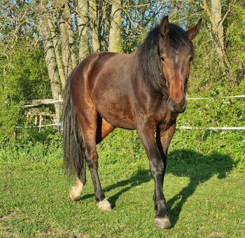 Traumstute mit Traumcharakter, Jennifer , Konie na sprzedaż, Seelow 