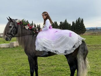 Traum PRE für Familie und Show