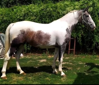 Traum  freizeit pferd, Károly , Konie na sprzedaż, Kecskemét 