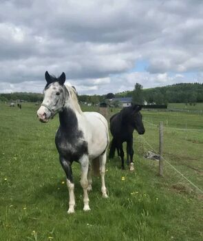 Traum  freizeit pferd