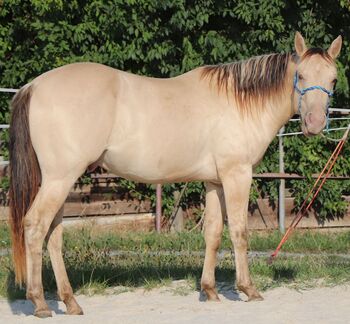 Traumpferd mit Herz und Farbe - Zeb sucht seinen Menschen