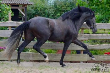 Traumpferd mit Traumcharakter - tolle Bewegungen, Thomas Adams (Caballos PRE), Konie na sprzedaż, Bell