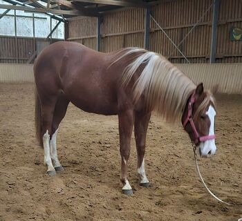 Traumstütchen sucht ein neues Zuhause (Paint Horse), Kerstin Rehbehn (Pferdemarketing Ost), Konie na sprzedaż, Nienburg