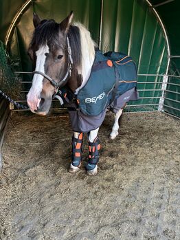 Vermietung: Bemer Horse Set, Bemer Horse Set, Equimed Solution, Pielęgnacja konia, Marlow