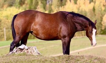 Hochwertige Quarter Horse Zuchtstute mit Verlasspferde-Qualität, Kerstin Rehbehn (Pferdemarketing Ost), Konie na sprzedaż, Nienburg