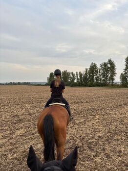 Suche Freizeitpferd