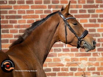 vorbildliche Nachwuchsstute