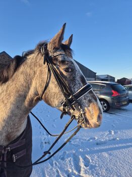 Xfull double bridle, Angela Foster, Ogłowia, Morpeth 
