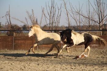 XL Reitpony Zweijährig, Reitponygestüt Aspel , Horses For Sale, Rees