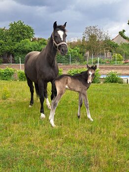 Xxl Hengst Fohlen, Kicki, Horses For Sale, Jütrichau 