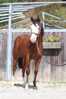 Yankee Gun Stute Annie, Nadia Mair, Horses For Sale, Sarentino