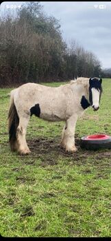 Yearling colt, Trevor thompson, Horses For Sale, Carlow