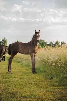 Jährlingsstute zuverkaufen, Jessy, Horses For Sale, Neustadt am Rübenberge