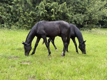 Jährlingsstute zuverkaufen, Jessy, Horses For Sale, Neustadt am Rübenberge